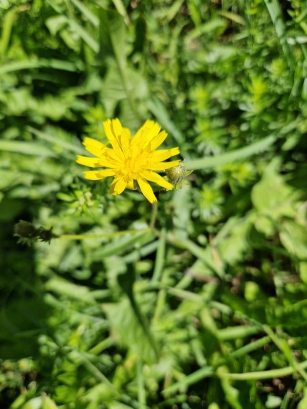 élixir floral de pissenlit
