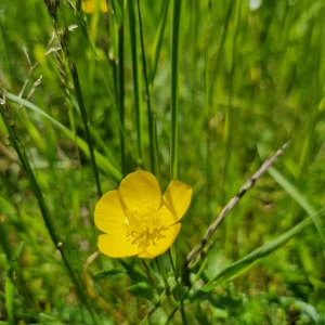 Bouton d'or