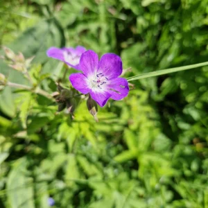 Géranium des prés