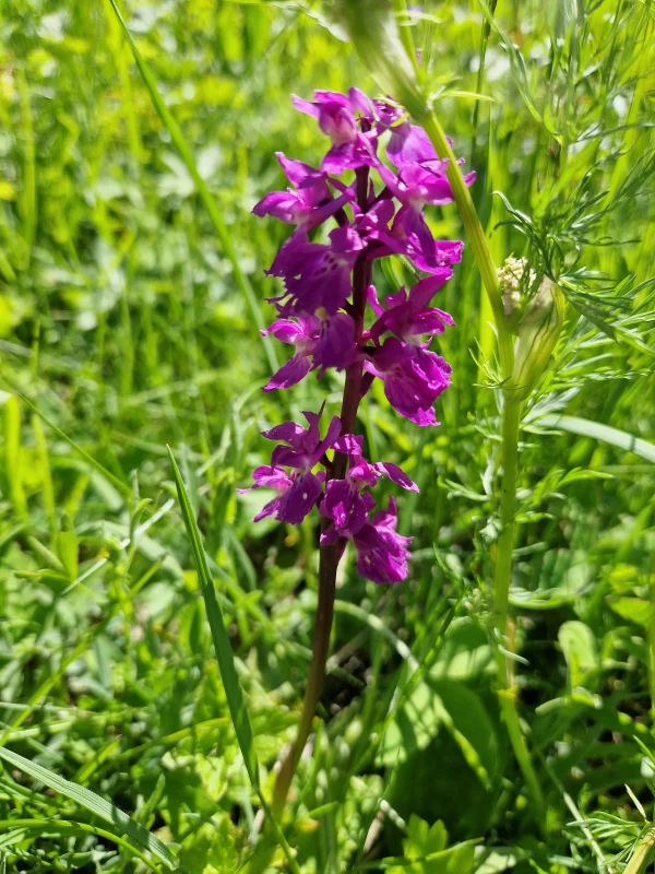 elixir floral d'orchis élevé