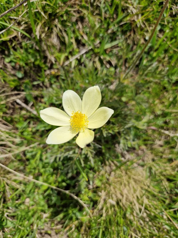 Elixir floral de Puslsatille des Alpes