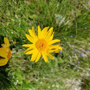 elixir d'Arnica