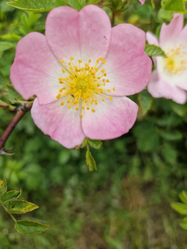 fleur de bach églantier - Wild Rose 37