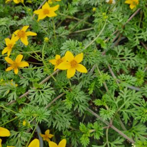 élixir floral de bidens à feuille de férule