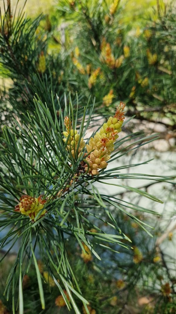 fleur de Bach Pin Sylvestre Pine 26