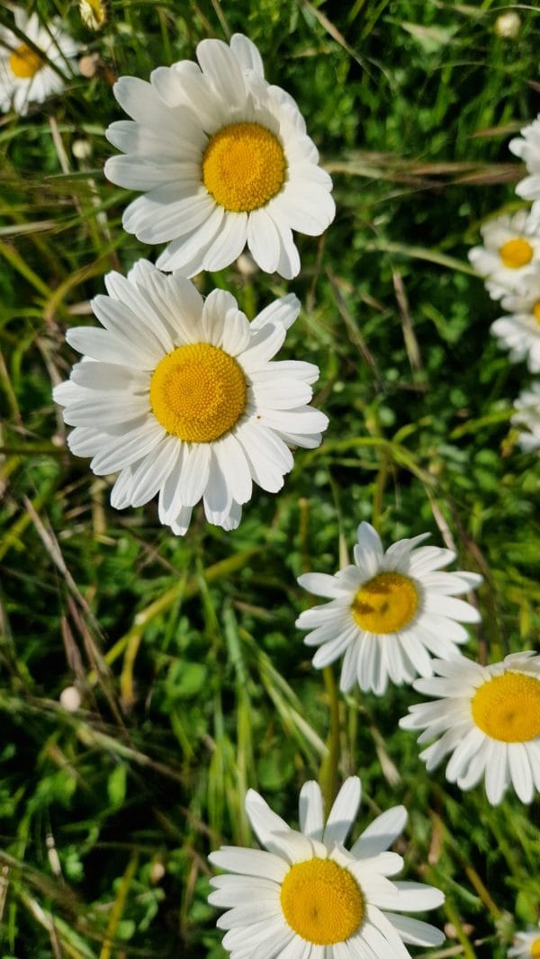 elixir floral de marguerite