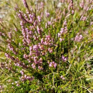 fleur de bach bruyère Heather 14