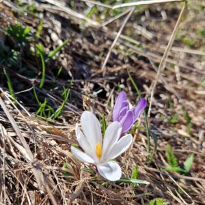 élixir floral de crocus printanier