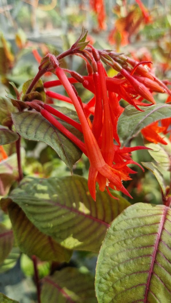 élixir floral de fuchsia