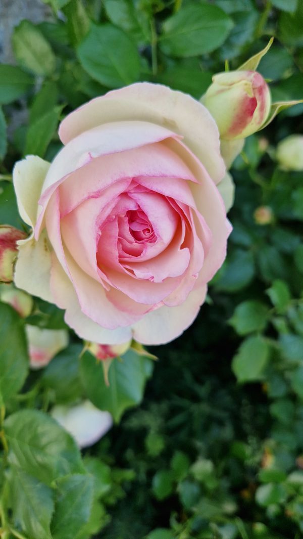 Formation-élixirs-floraux