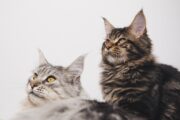Naturopathie-chien-chat-valais